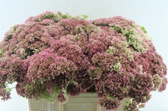 Sedum Spectabile Blo 55cm