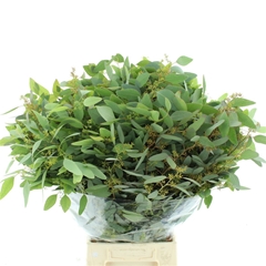 Euc Popul M Bes P Bs 65cm 300gram