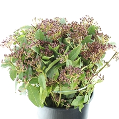 Viburnum Met Bes Bunch 55cm 200gram