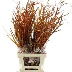 Eucalyp Klb Bs H% 70cm 200gram