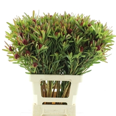 Leucad C Blush Pearl 70cm