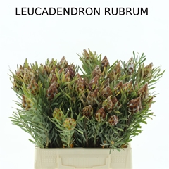 Leucad Other 40cm