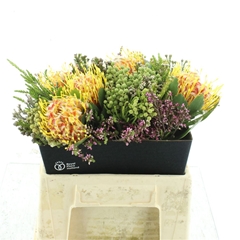 Protea Per Bunch 3 Punt 50cm