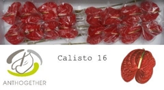 Anth A Calisto 11cm Ø