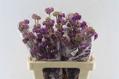 Callicarpa Giraldii 60cm