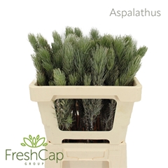 Aspalathus Sp 50cm