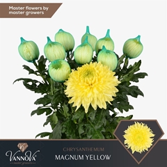 Chr G Magnum Yellow 70cm 105gram