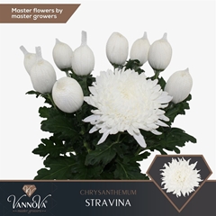 Chr G Stravina 70cm 110gram