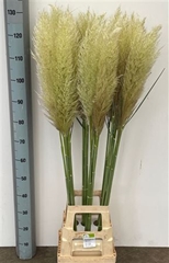 Cortaderia 130cm