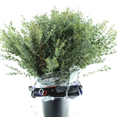 Euc Parvifolia P Bs 75cm 300gram
