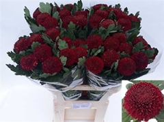 Chr G Kiev Dark 80cm 85gram