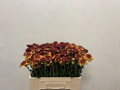 Chr Tbu Beppie Brons 55cm 60gram
