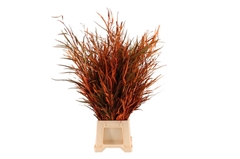 Decorgr Klb Pb 21% 80cm 300gram