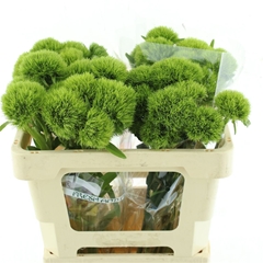 Di Barb Kiwi Mellow 50cm 23
