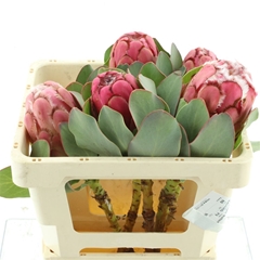 Protea Grandiceps 50cm