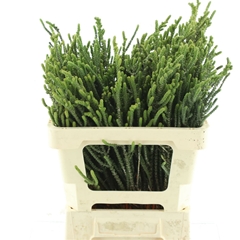 Kaaps Groen 50cm