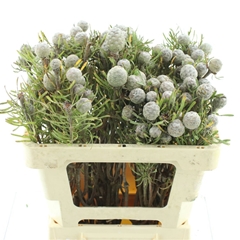 Leucad Galpinii 50cm