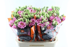 Eust G Rosita Rose P 70cm