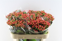 Hyp Tomato Flair 70cm
