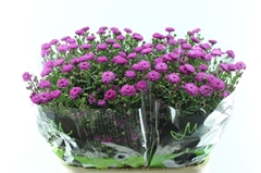 Ast Flash 80cm 30gram