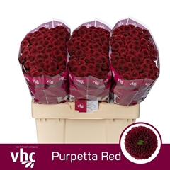 Chr San Aaa Purp Red 55cm 100g