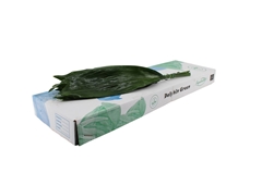 Aspidistra E Per Bunch 60cm