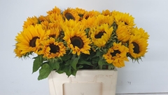 Helian An Sunrich Or 60cm 24
