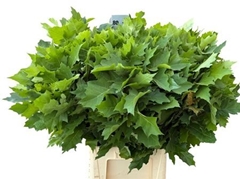 Querc Rubra 80cm