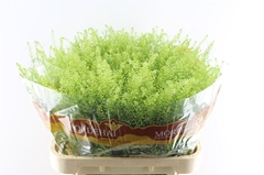 Thlaspi Green Bell 80cm 24gram