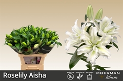Li Or Du Rl Aisha 85cm 45+