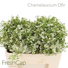 Chame Un Ofir 55cm 25gram 34