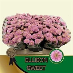 Chr San Ellison Swee 55cm 120g