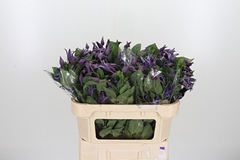 Clem Amazing Sydney 70cm 4