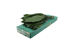 Aspidistra E Per Bunch 60cm