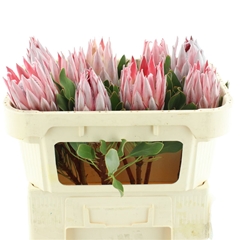 Protea Cynaroides 60cm