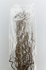 Coryl Av Contorta 180cm