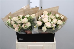 R Gr Colortreated 60cm