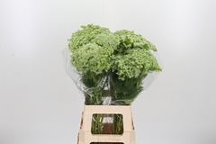 Ammi Vis Casablanca 70cm