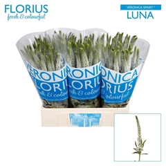 Veron Smart Luna 60cm