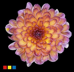 Chr T Altaj Butterfly