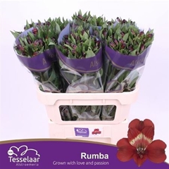 Alstr Rumba 75cm 80gram