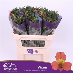 Alstr Vixen 75cm 70gram