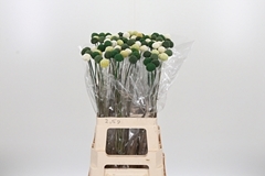Craspedia 70cm