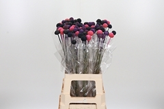 Craspedia 70cm