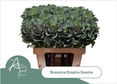 Brass Empire Ksenia Roze