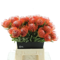 Leuco Co Tango 50cm