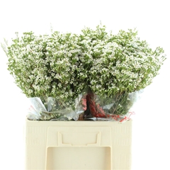 Chame Un Pearl Butto 60cm 70gram 24