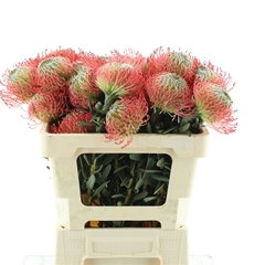 Leuco Ayoba Pink 50cm
