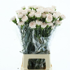 Di St Brut 70cm 24