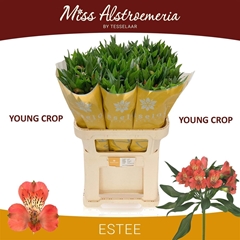 Alstr Estee 75cm 60gram 4+